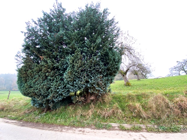 Verstecktes Wegkreuz in Bodnegg